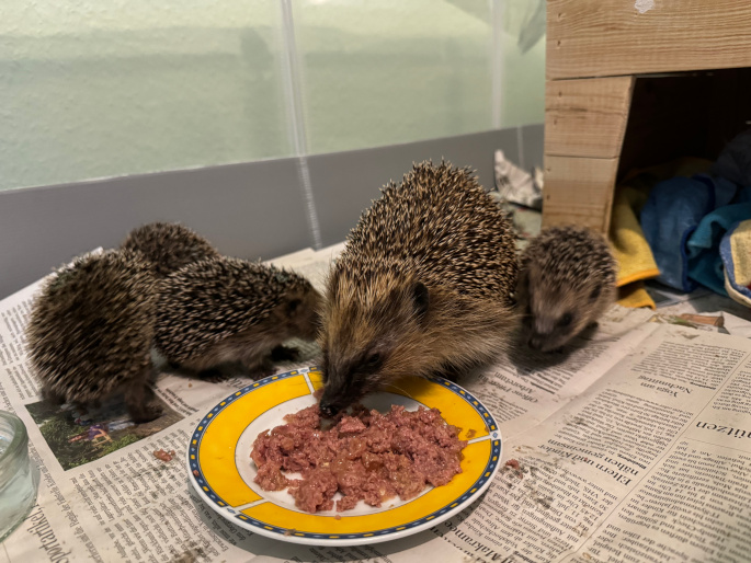 Foto: Igelfreunde Alpen (NRW) e. V.